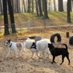 Wybieg dla psów Świdnica Park Sikorskiego